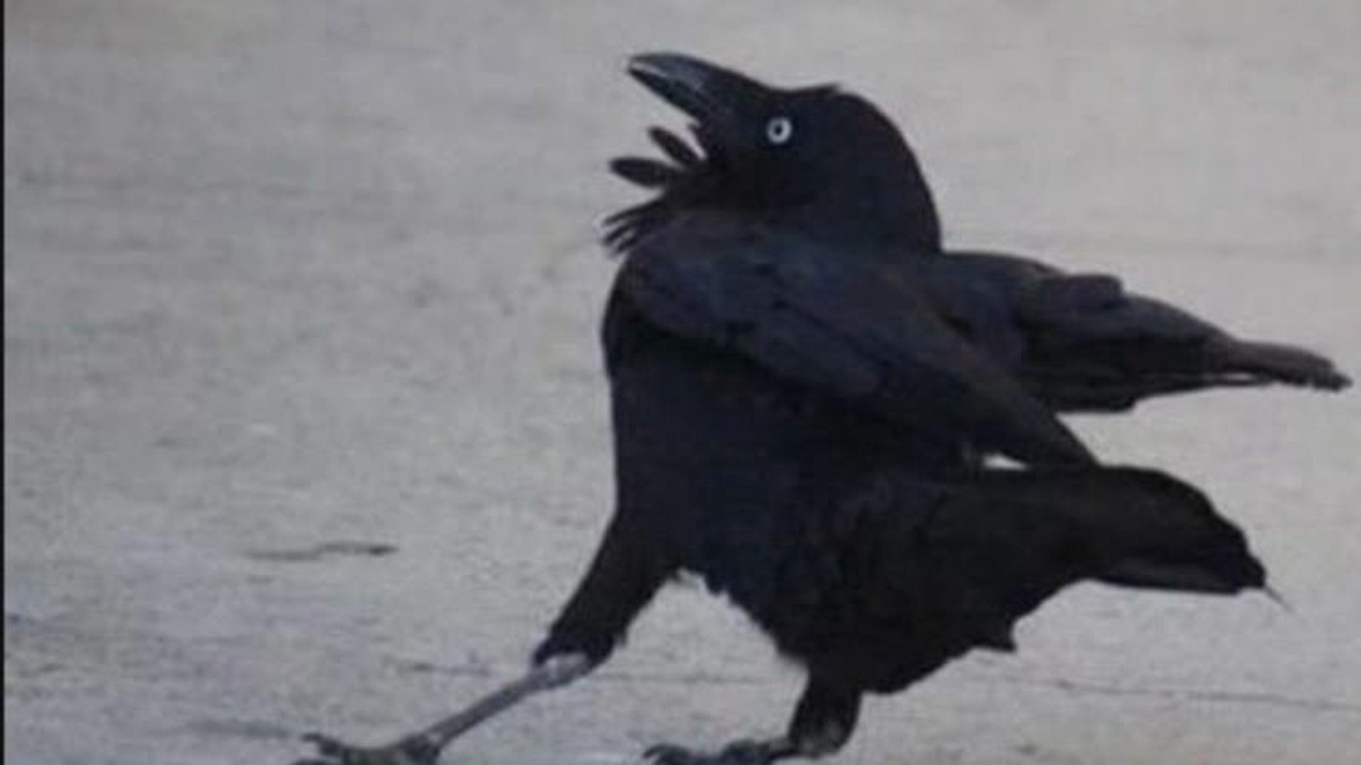 a_crows_tail banner