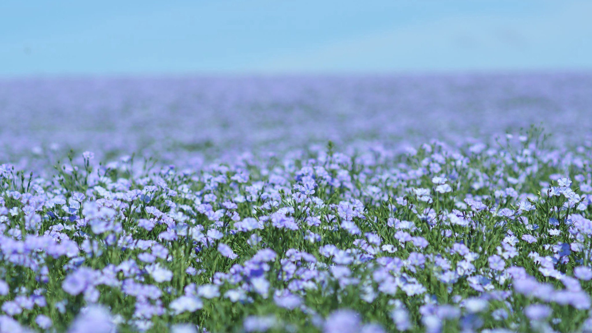 aki_goru banner