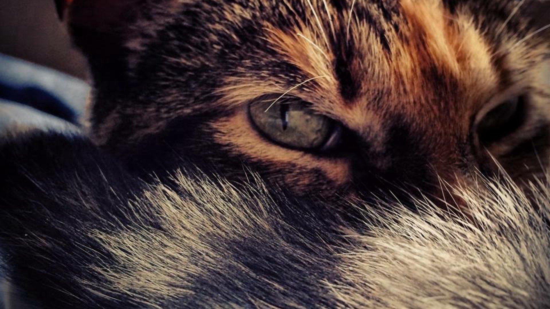 BlehBleBleh banner