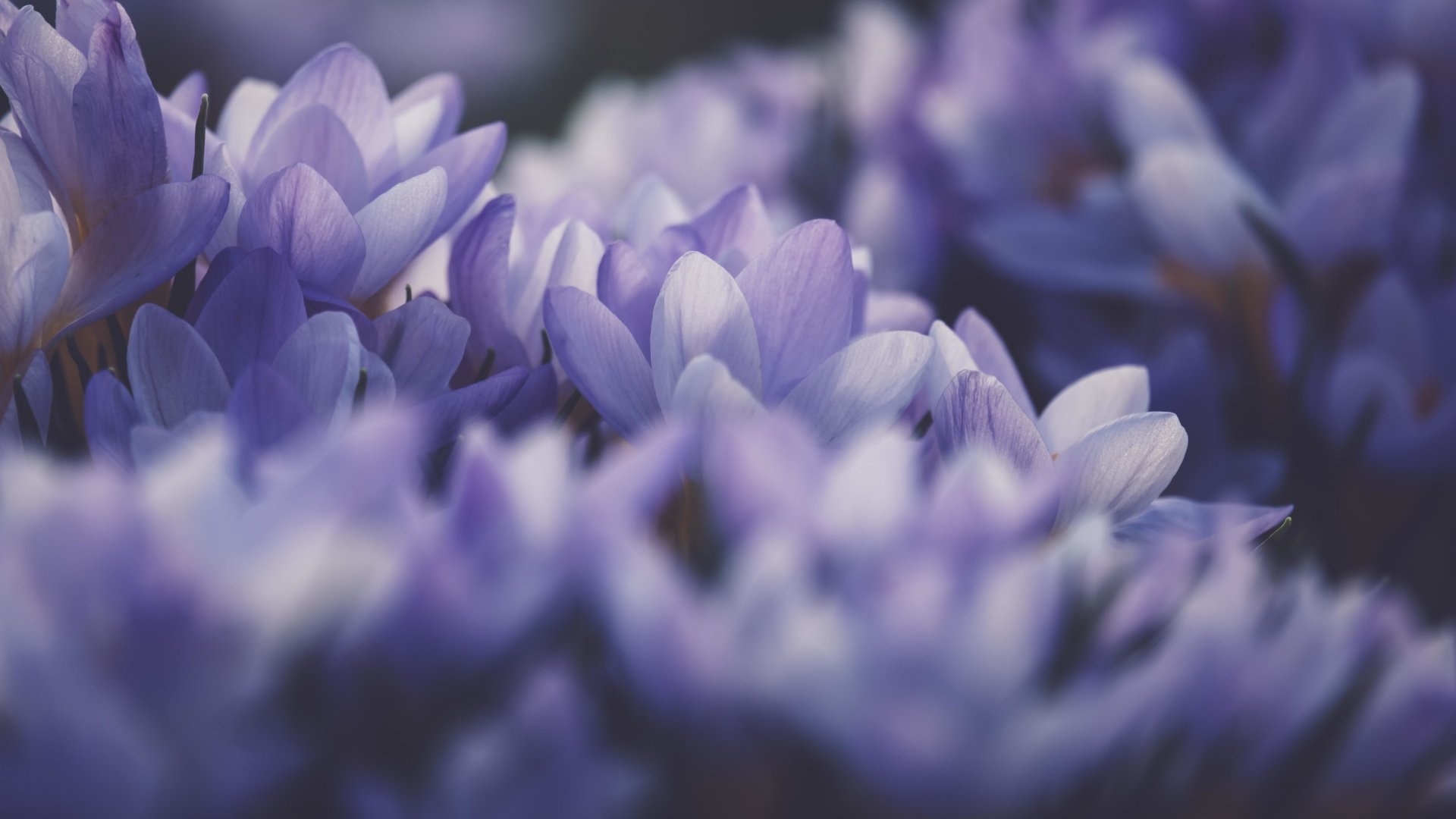 BonusRust12 banner