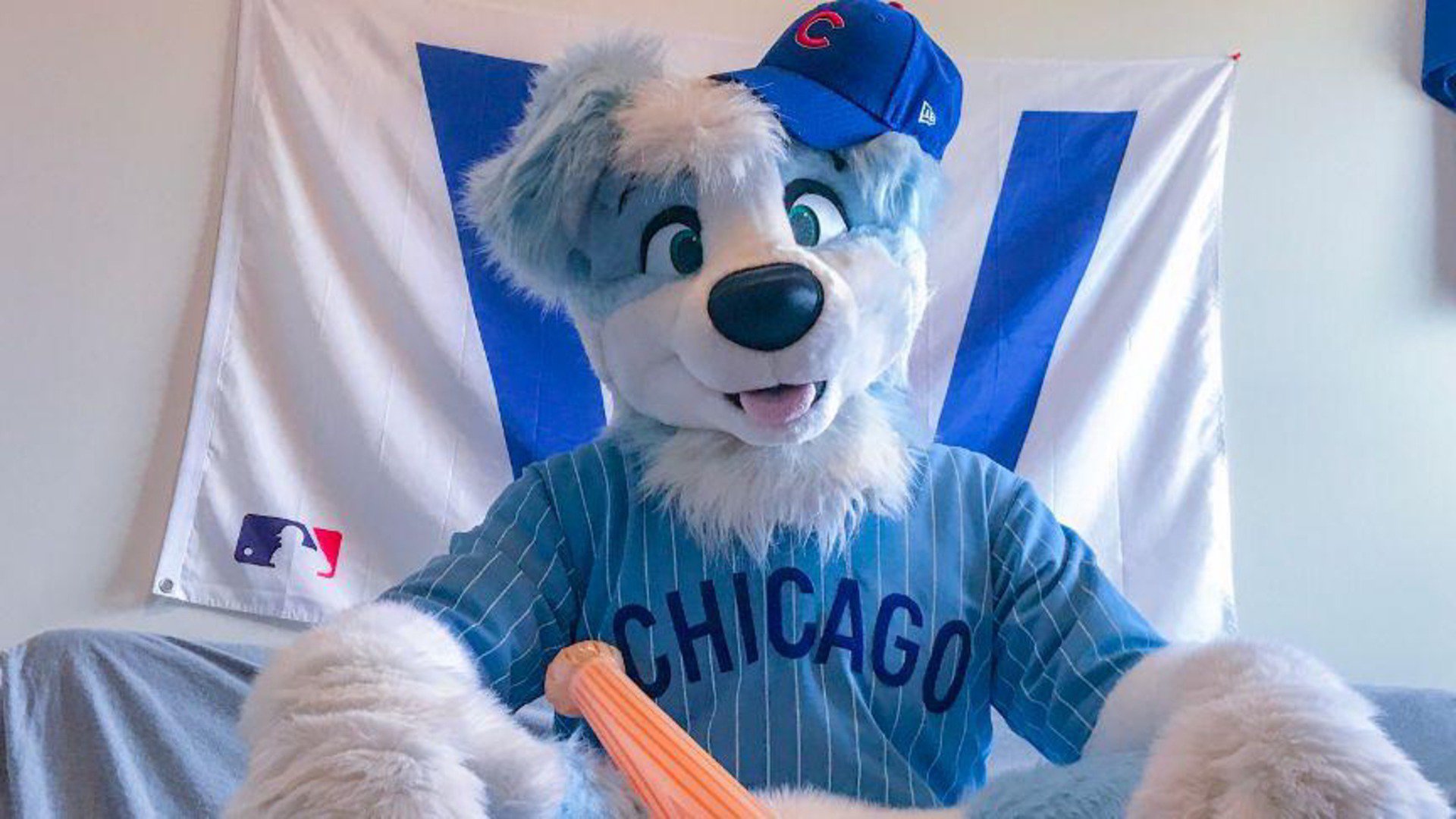 CinderCollie banner