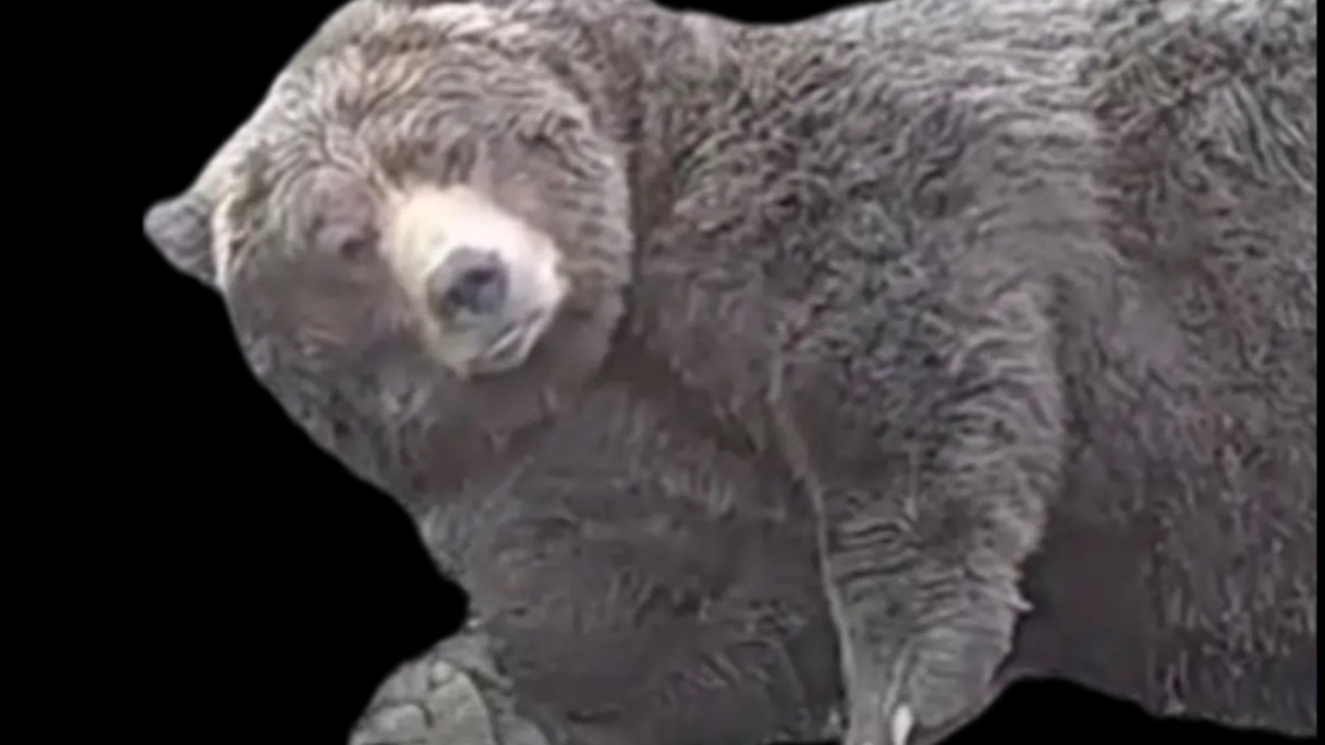 DomTheRizzlyBear_ banner
