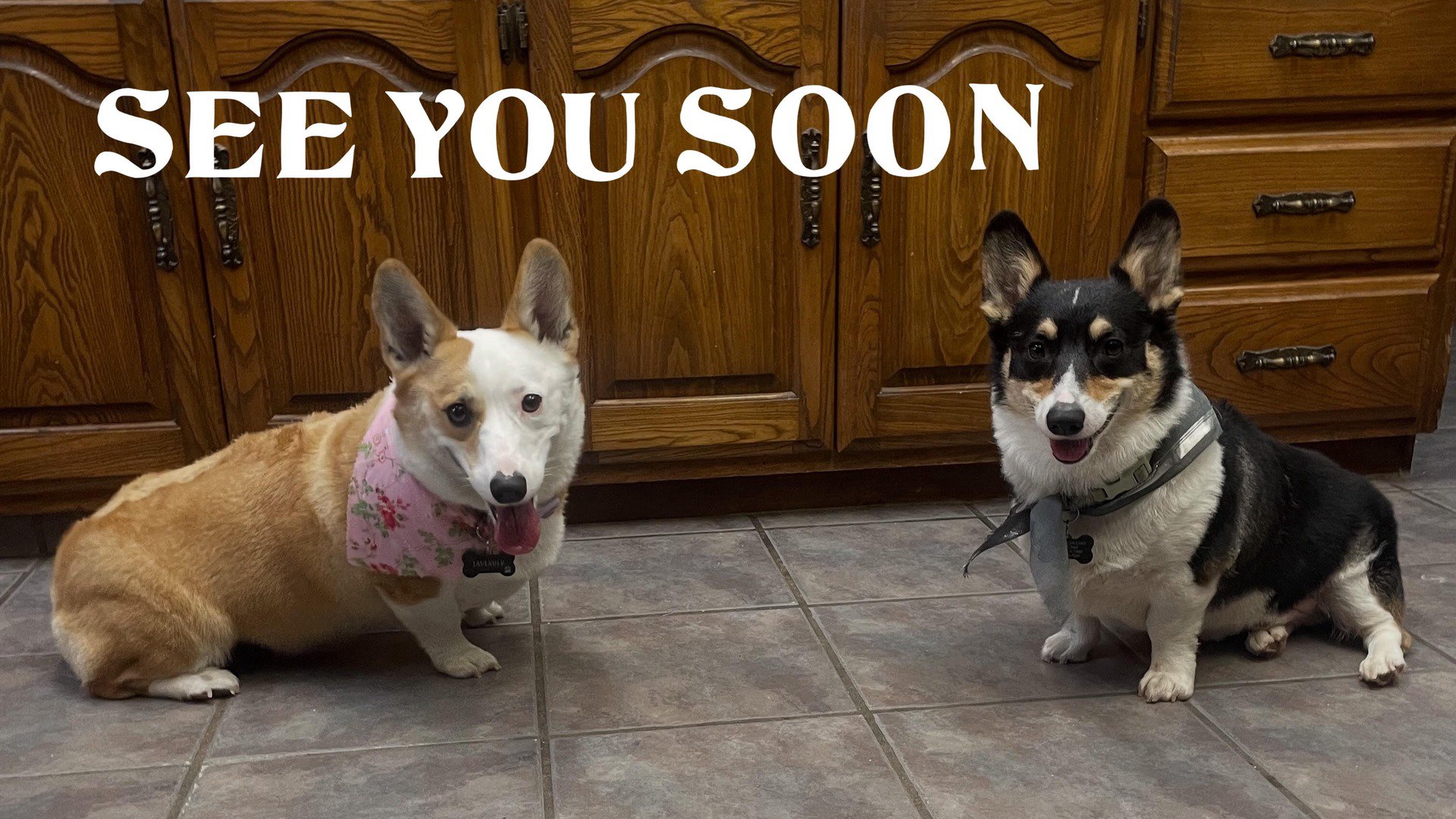 echo_howlscorgis banner