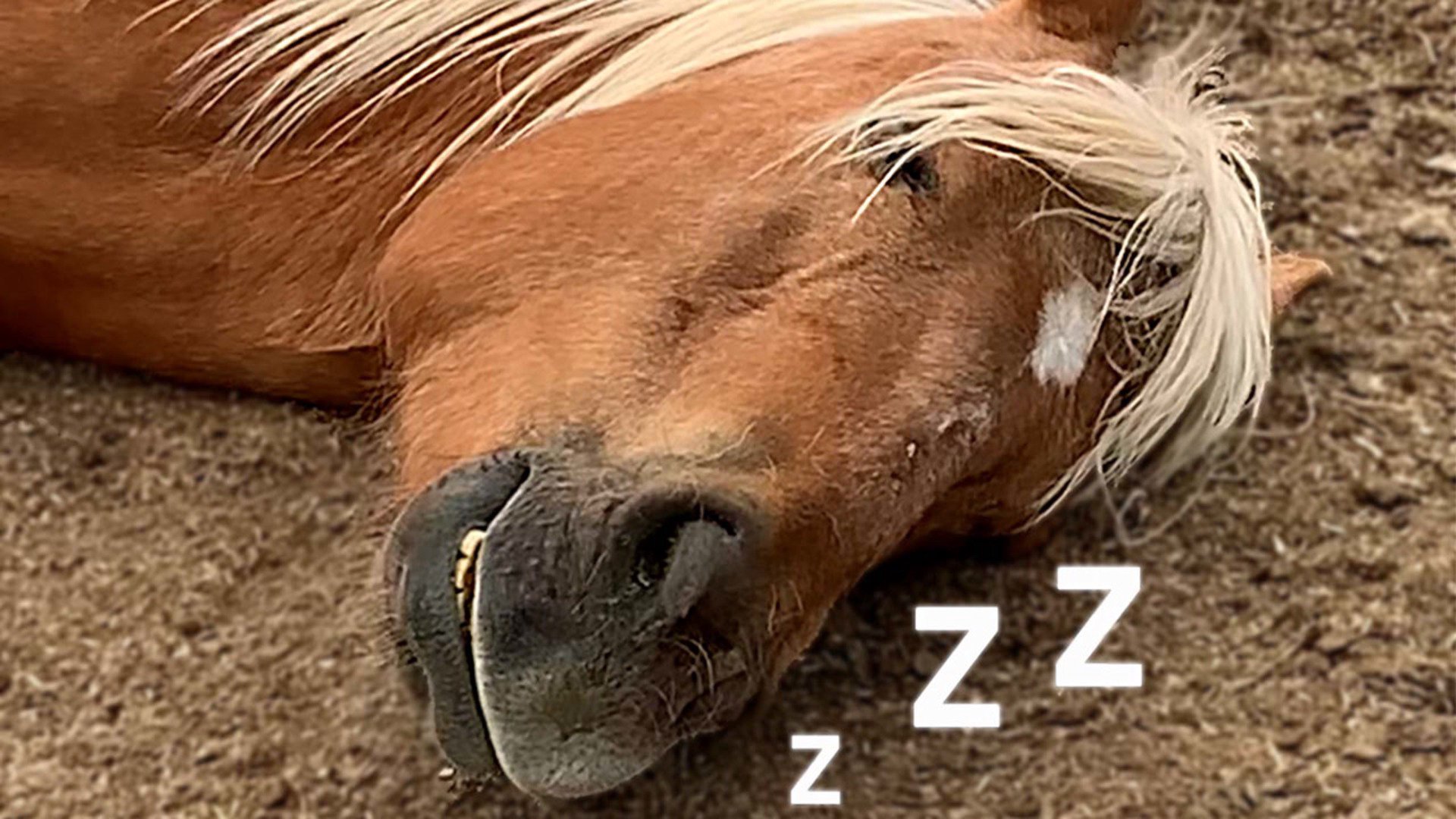 fatorangehorse banner