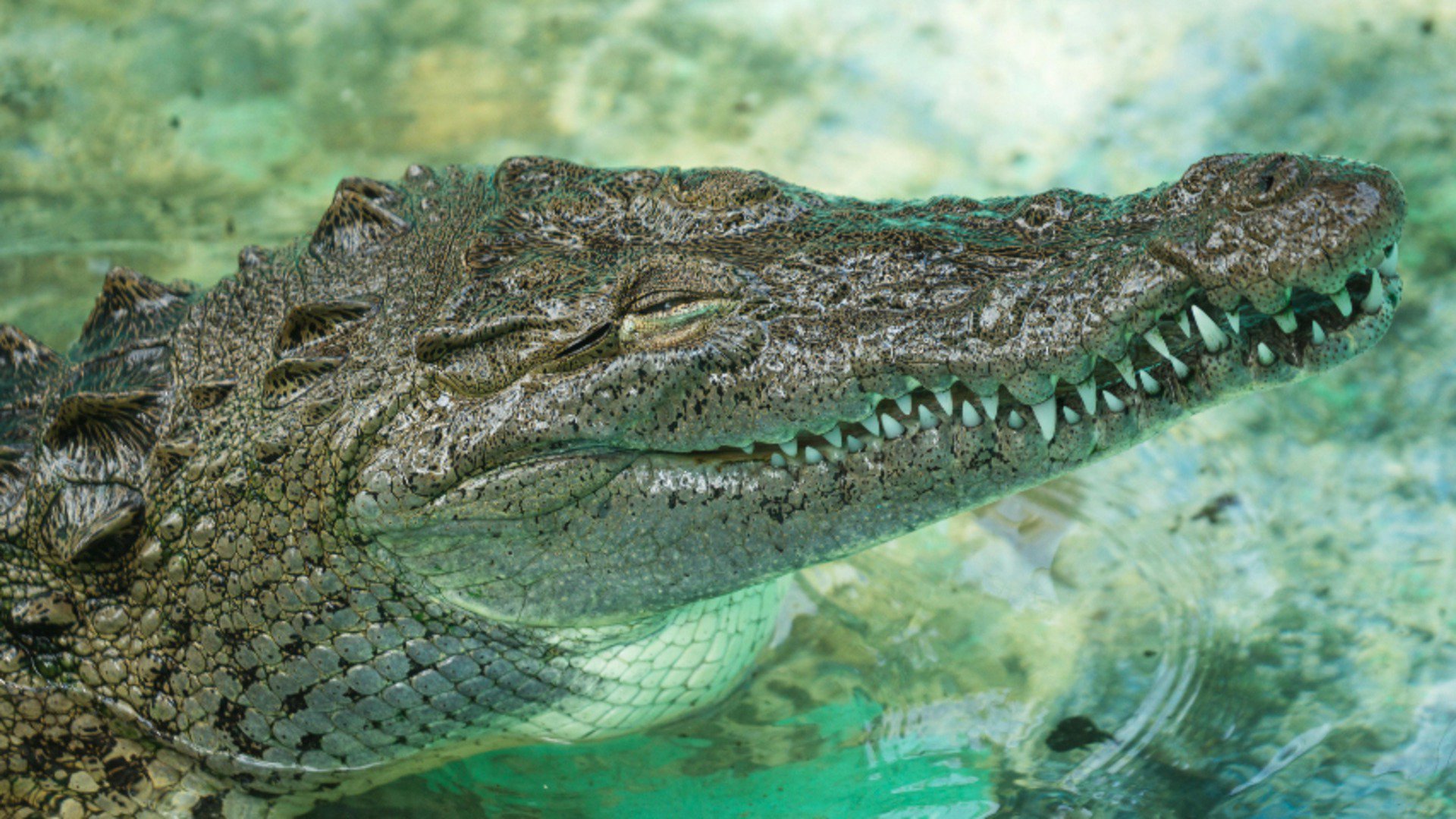 GatorGari banner
