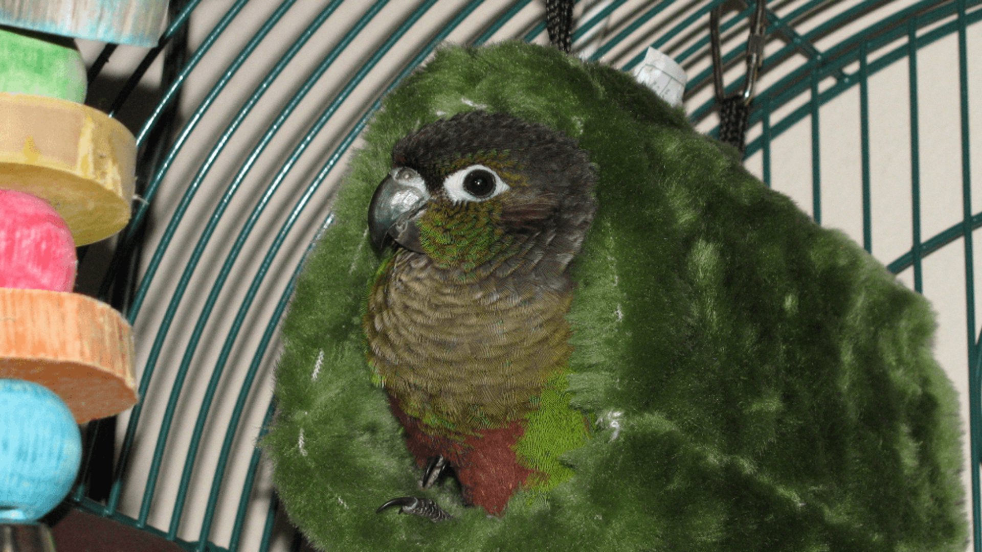 GC_Conure banner