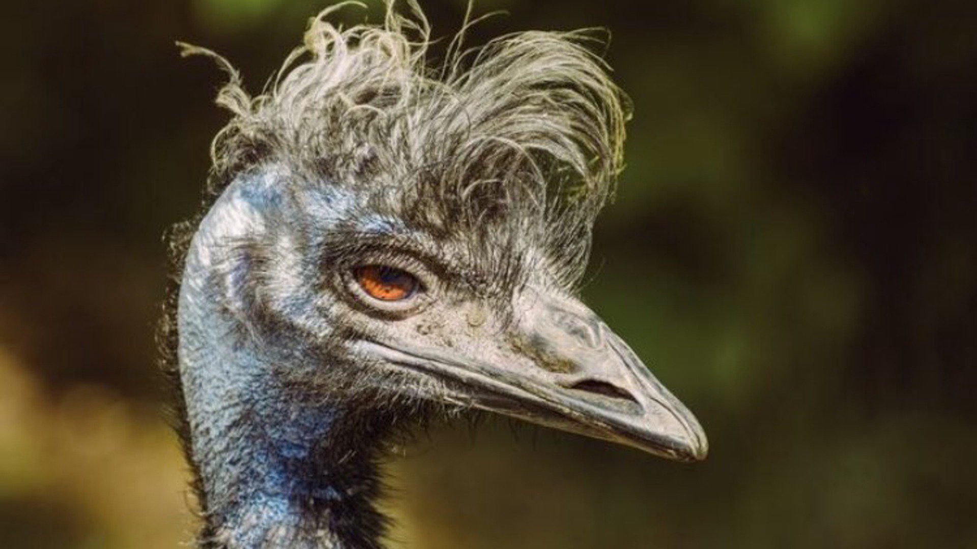 Guy_Emu banner