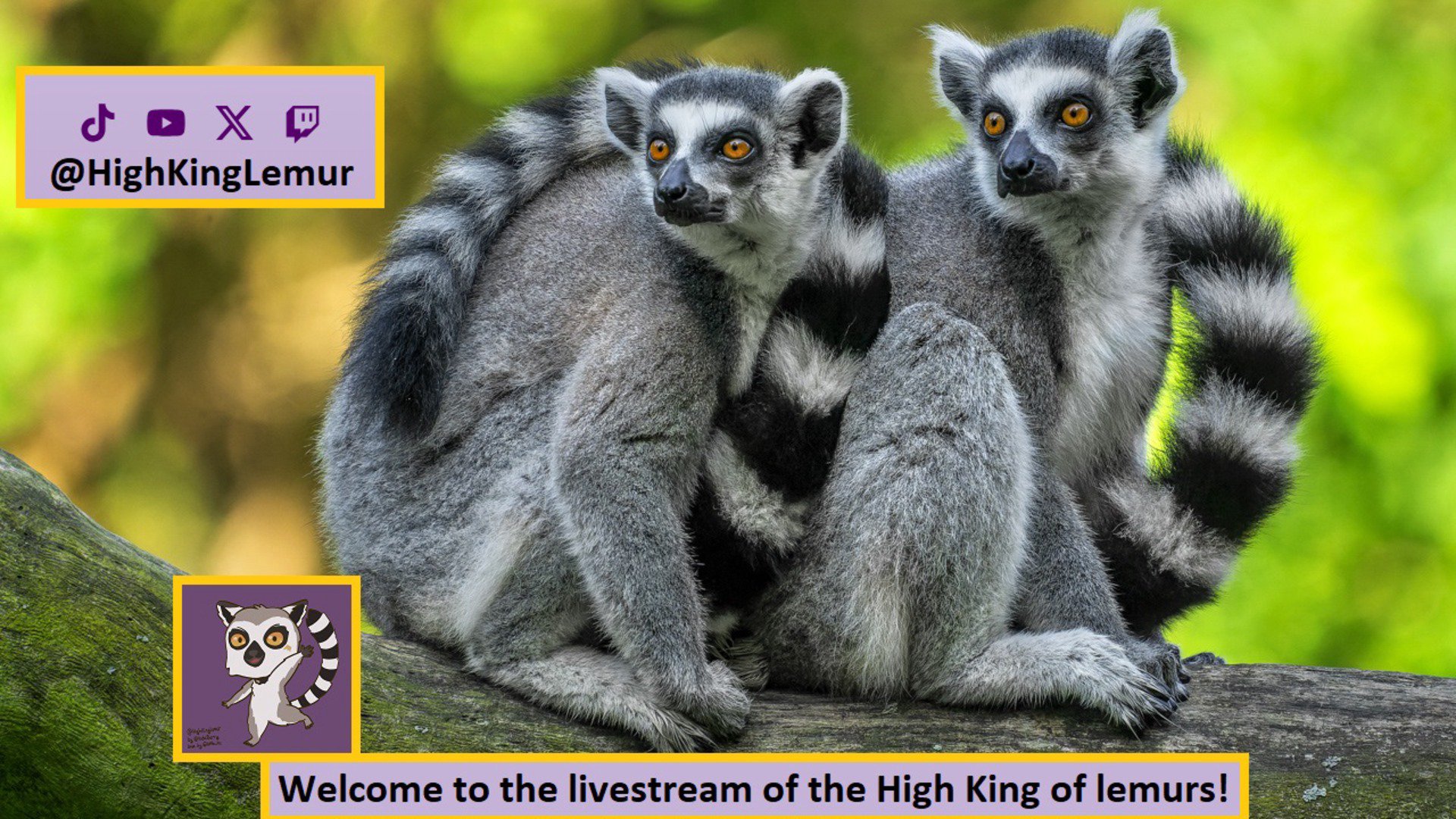 HighKingLemur banner