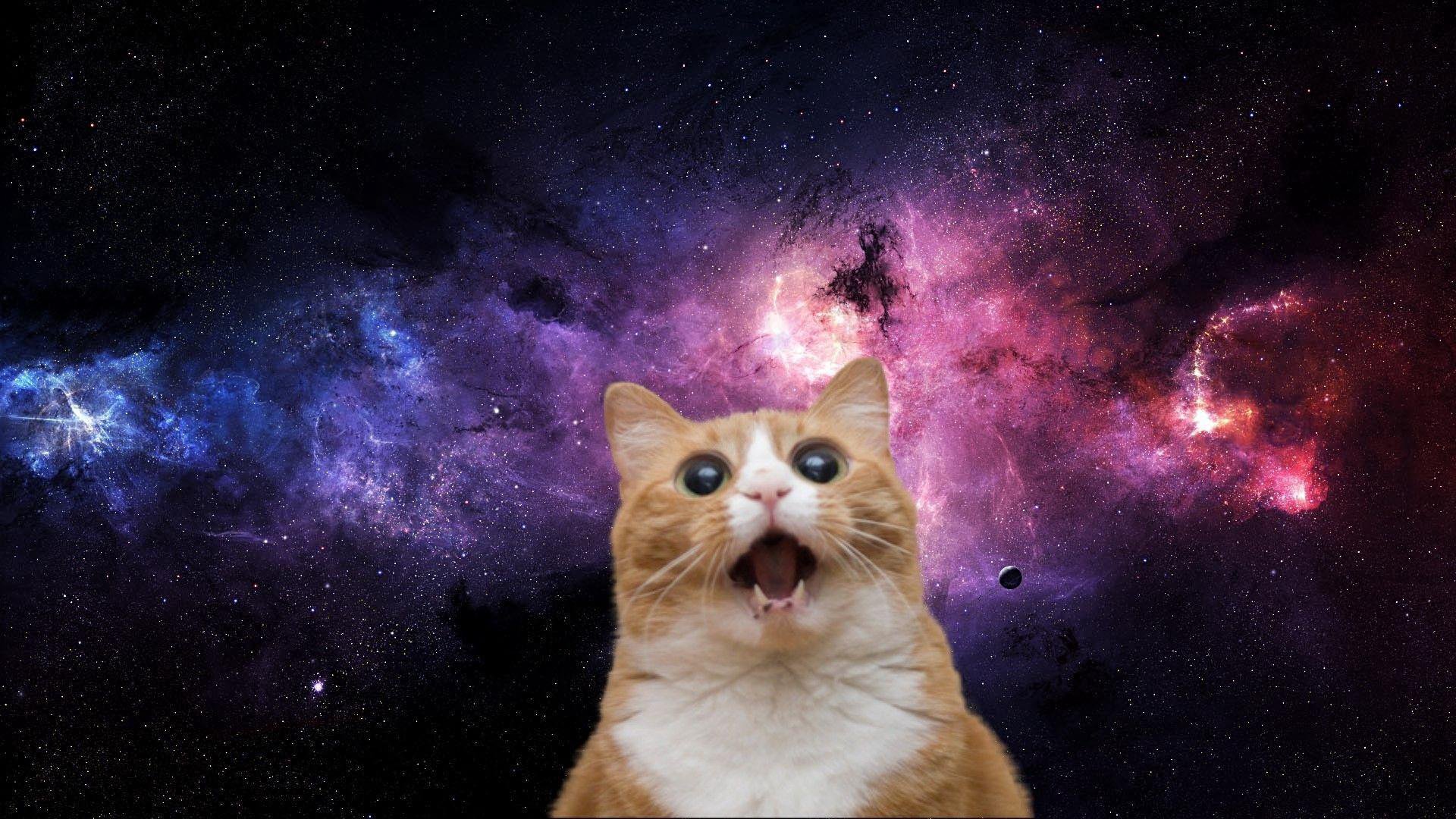 ifluffykitten banner
