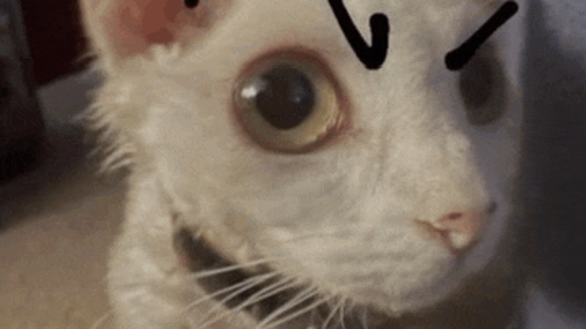 jamestoast banner