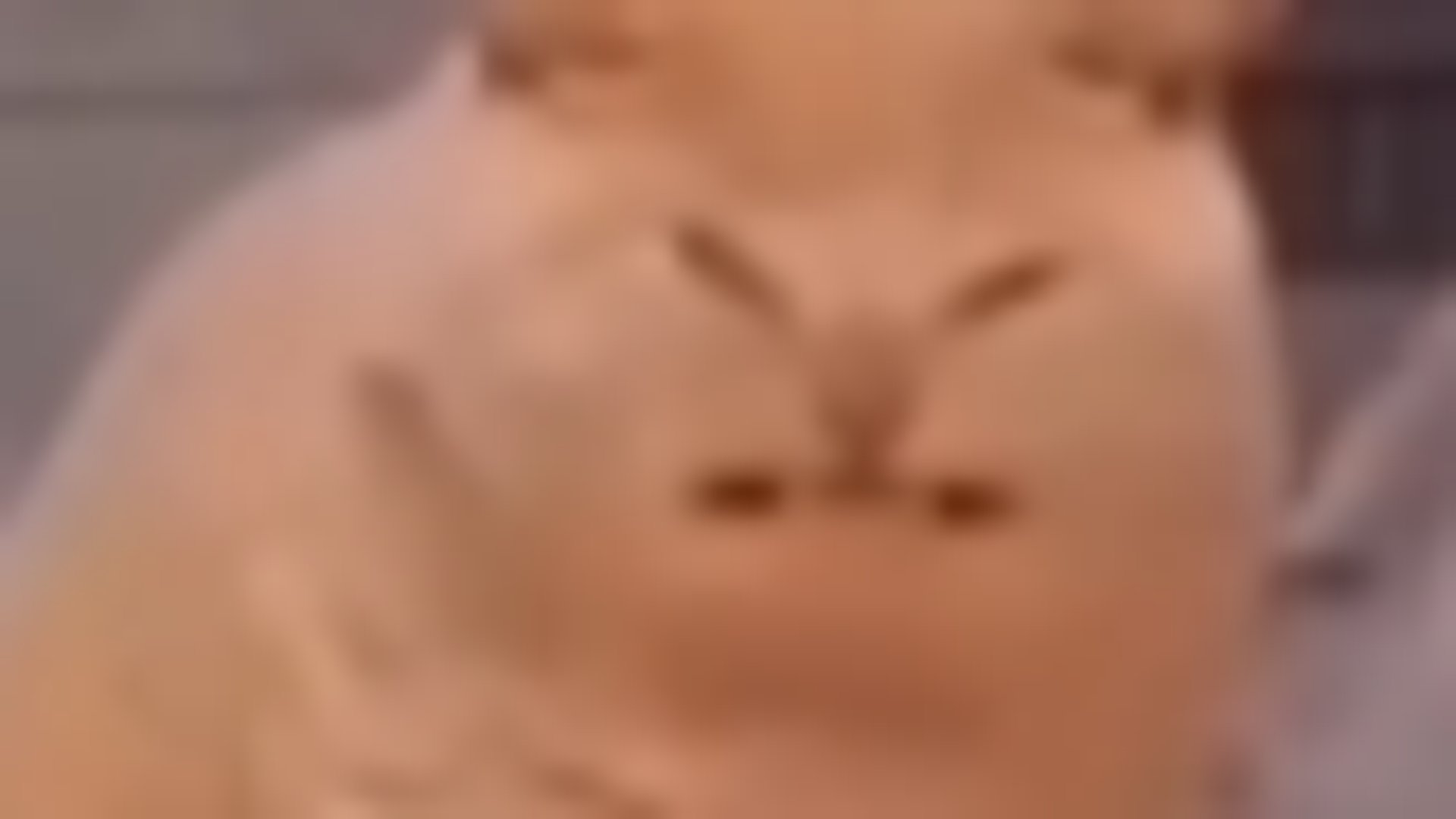 kittensaver_ banner