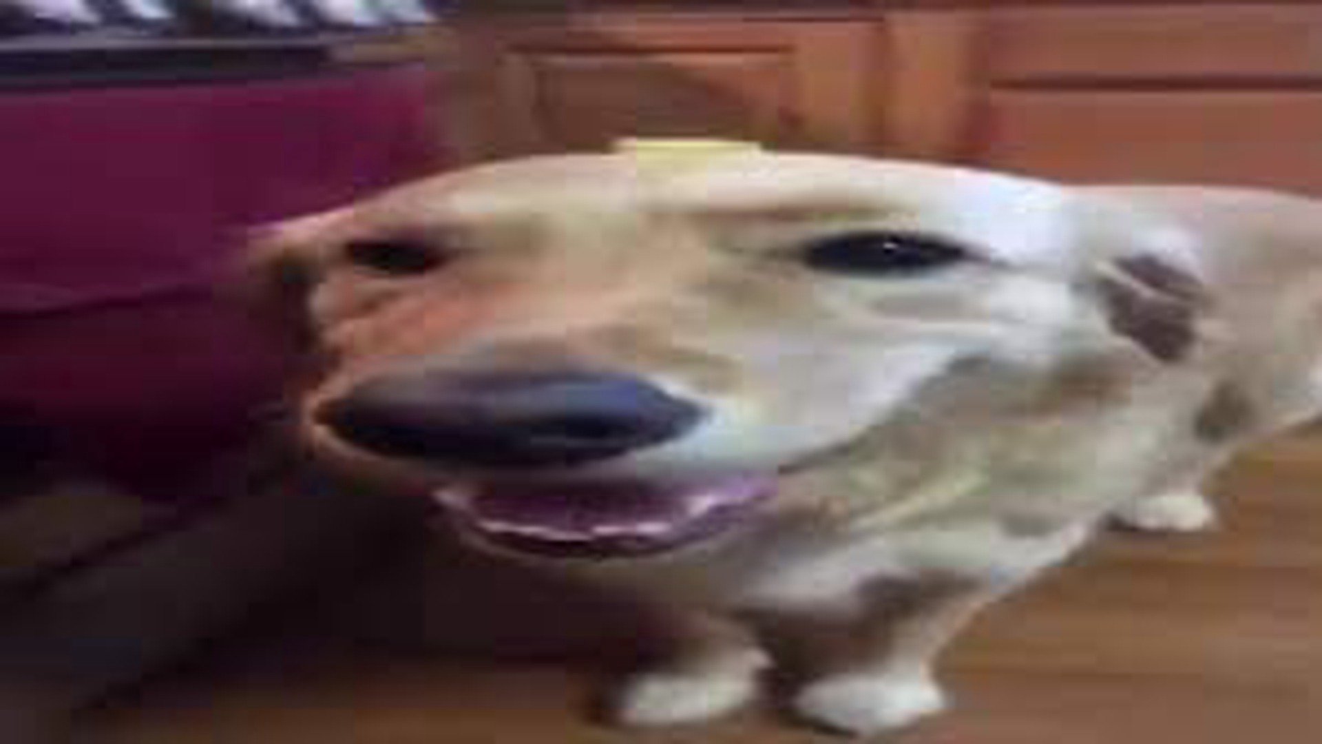 kota_vt banner