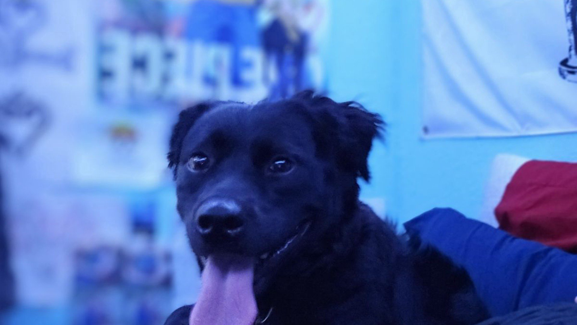 leo_wolf23 banner