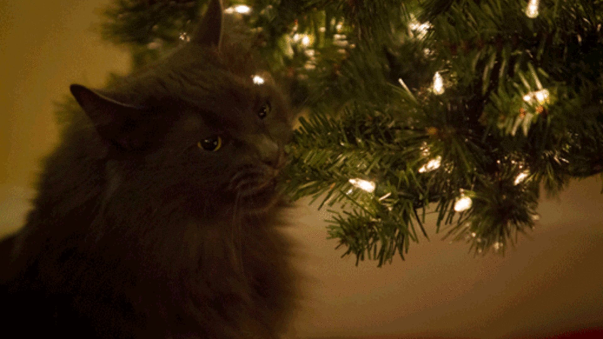 MeeowwKing banner