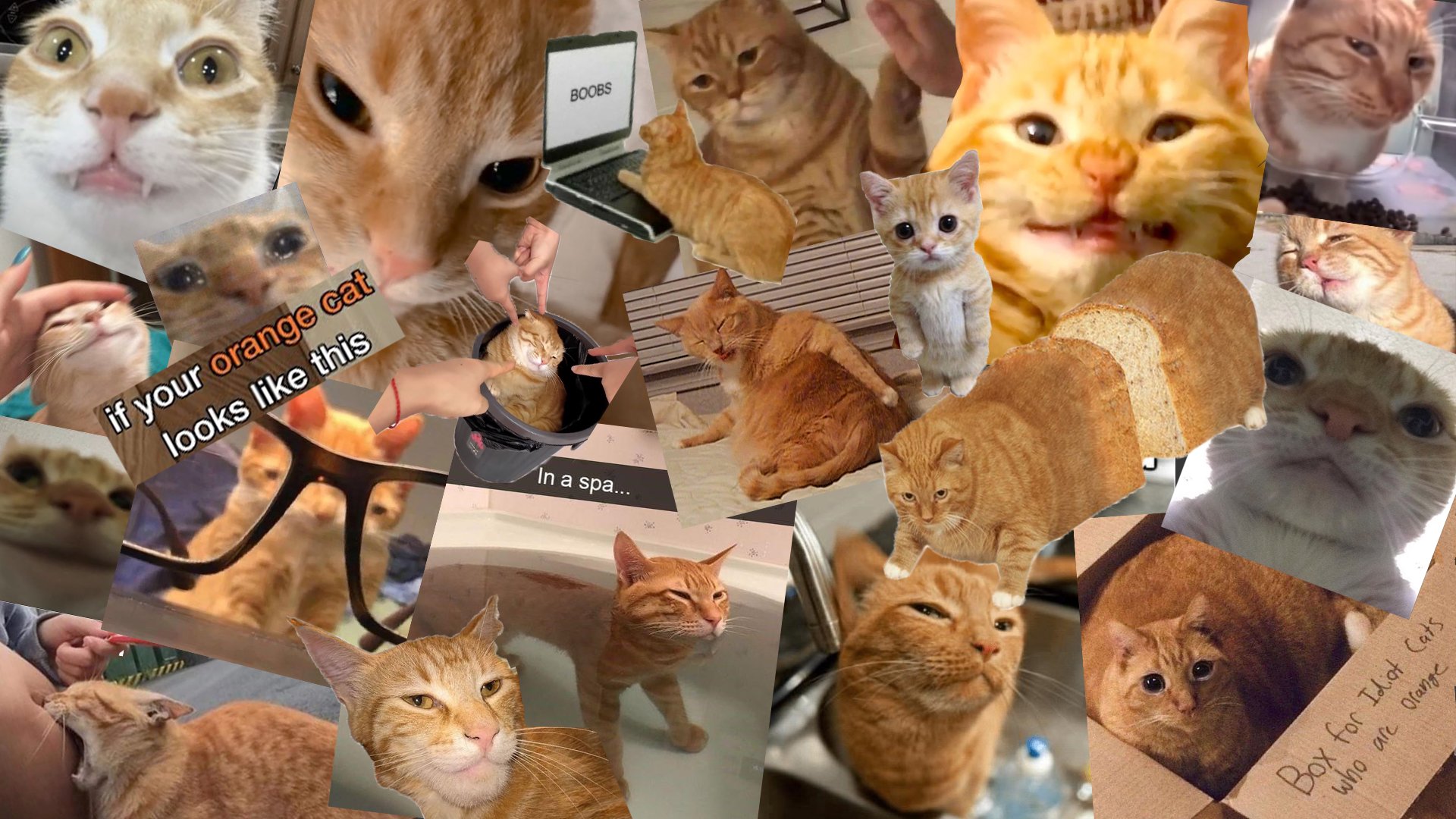 Miawy banner