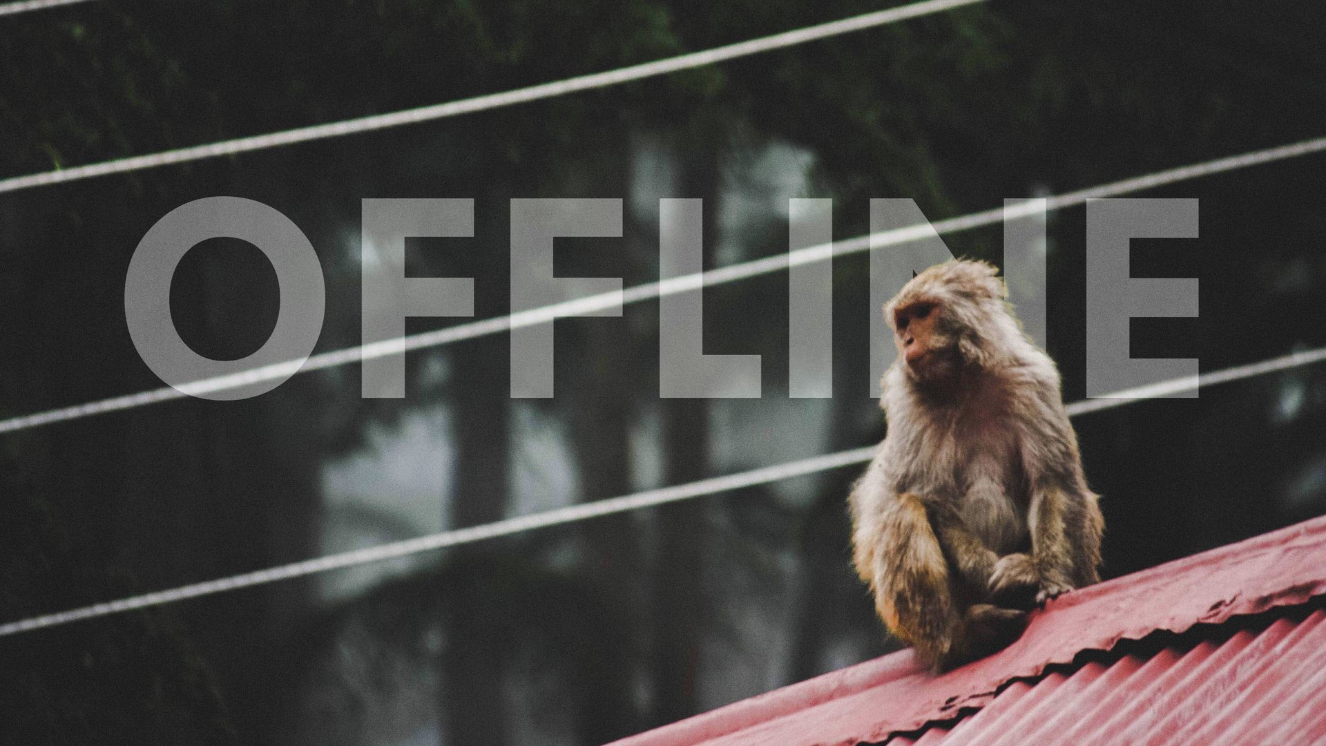 MikeyDaMonkey banner