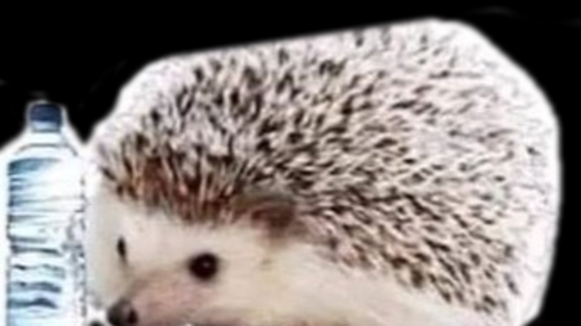 Mornin9_Dew banner