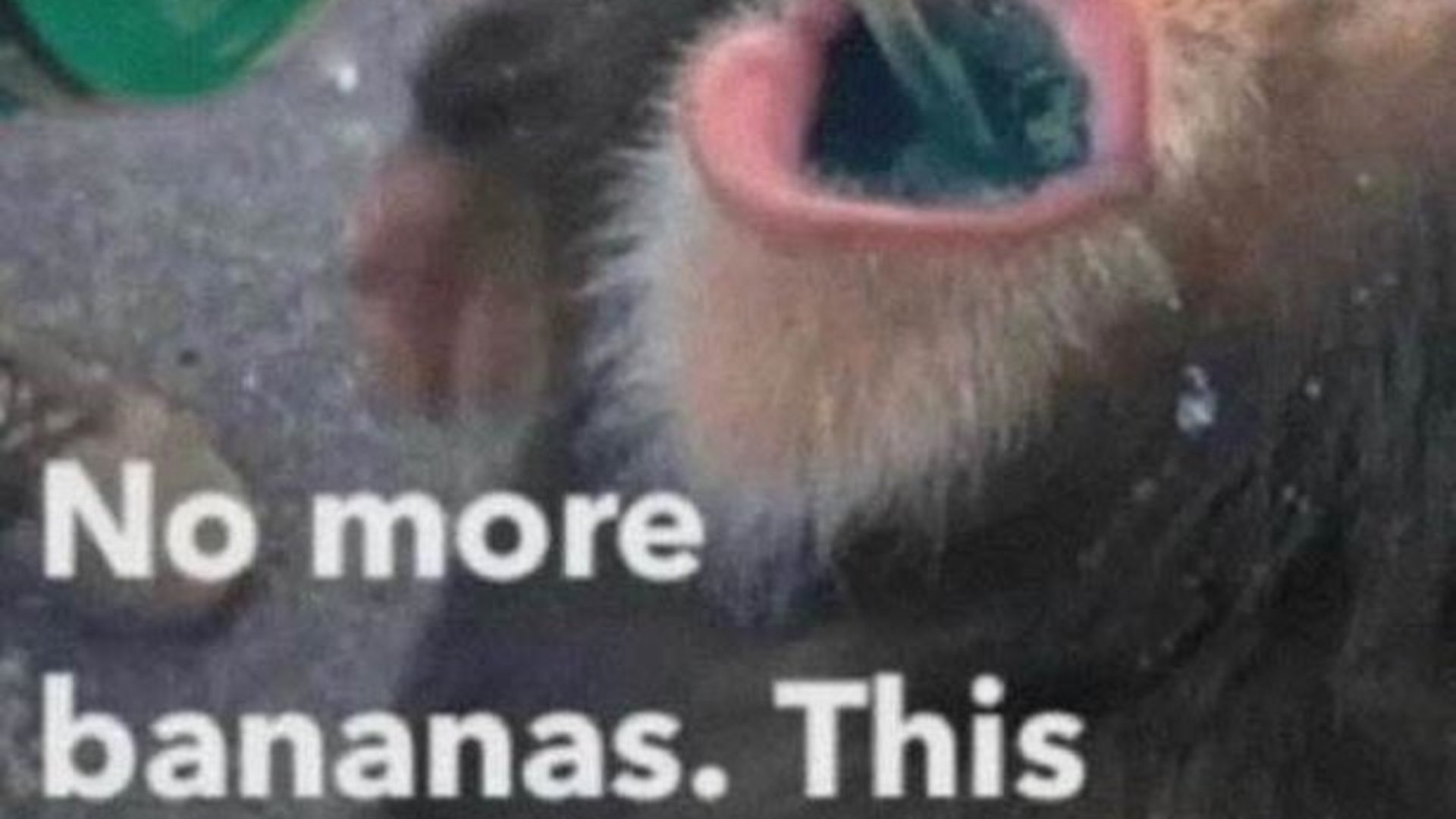 mr_chicken_nuggets_ banner