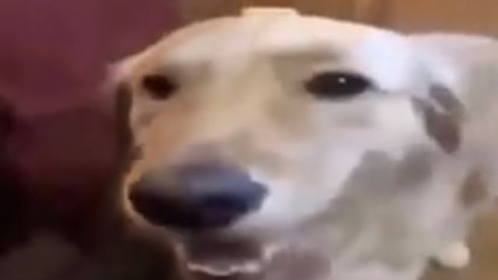 msglolz banner