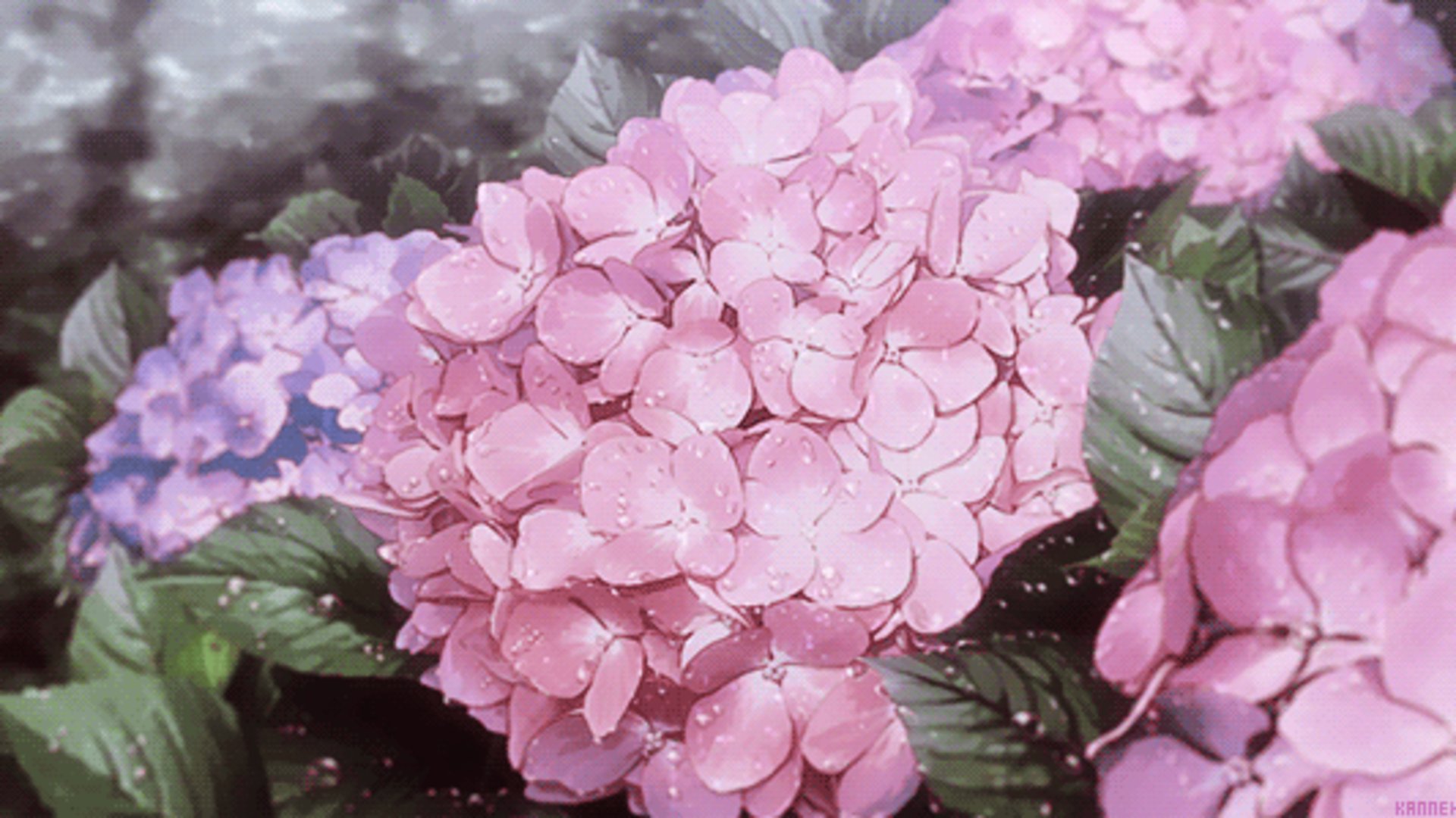 pink_hydrangea_tea banner