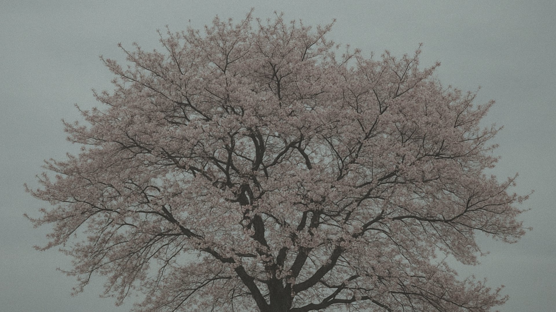 Queen_Ham_ banner