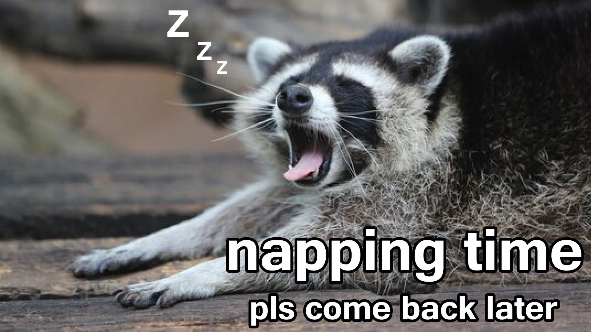 raccoongirlz_ banner