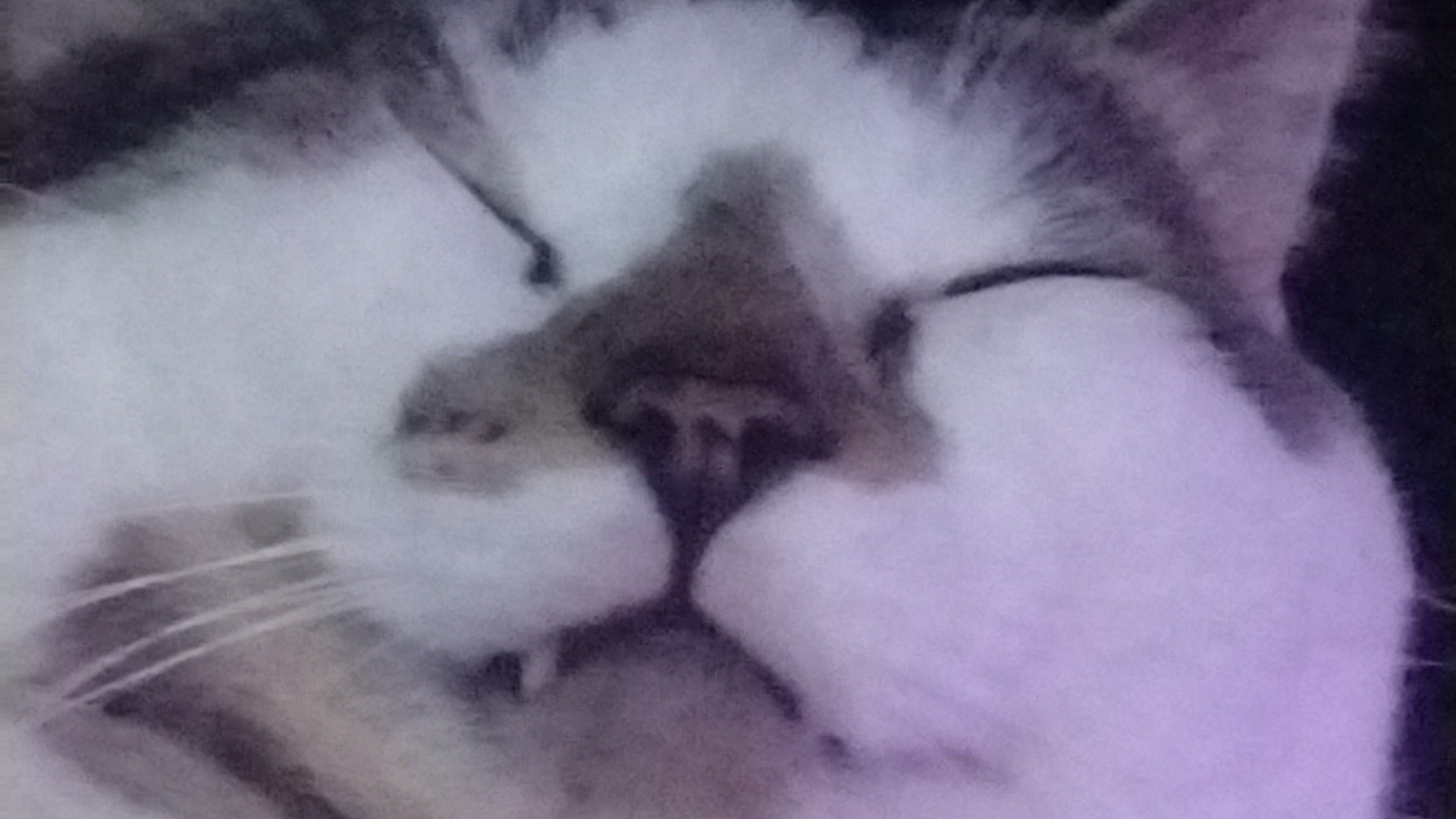 RomanTigerJules banner