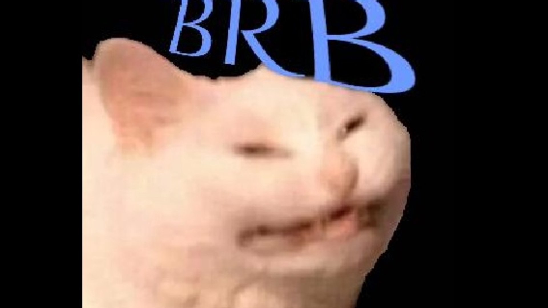 ShibidyBoop banner