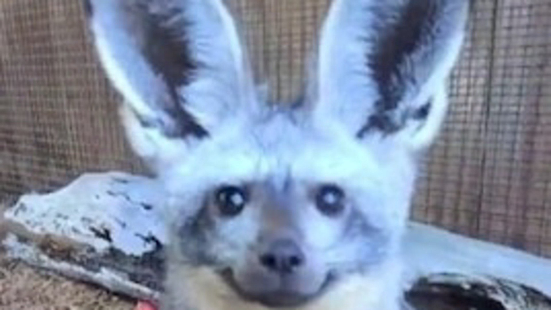 ShuffleFox banner