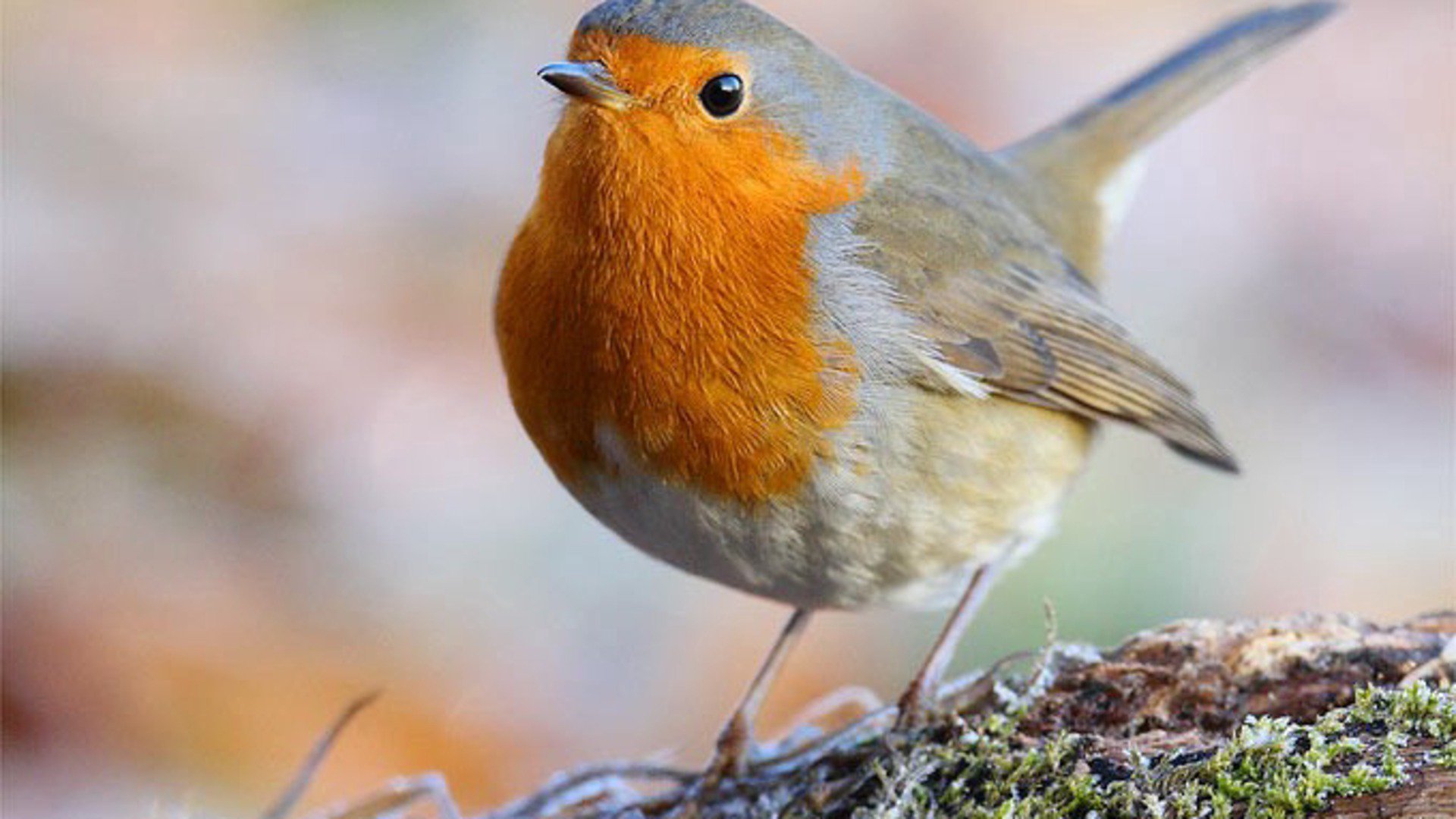 silentbirds banner