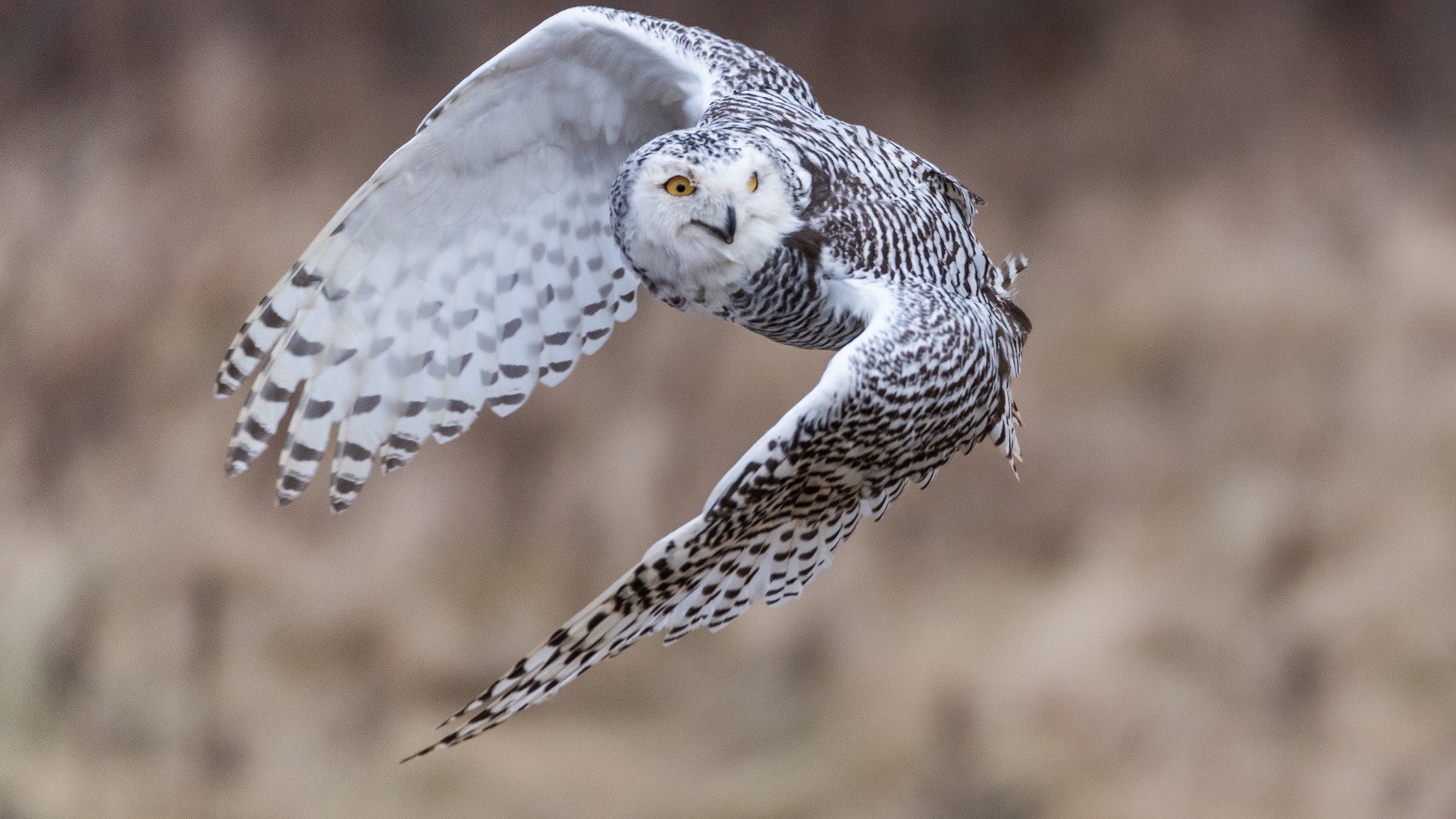 SMKSnowyOwl banner