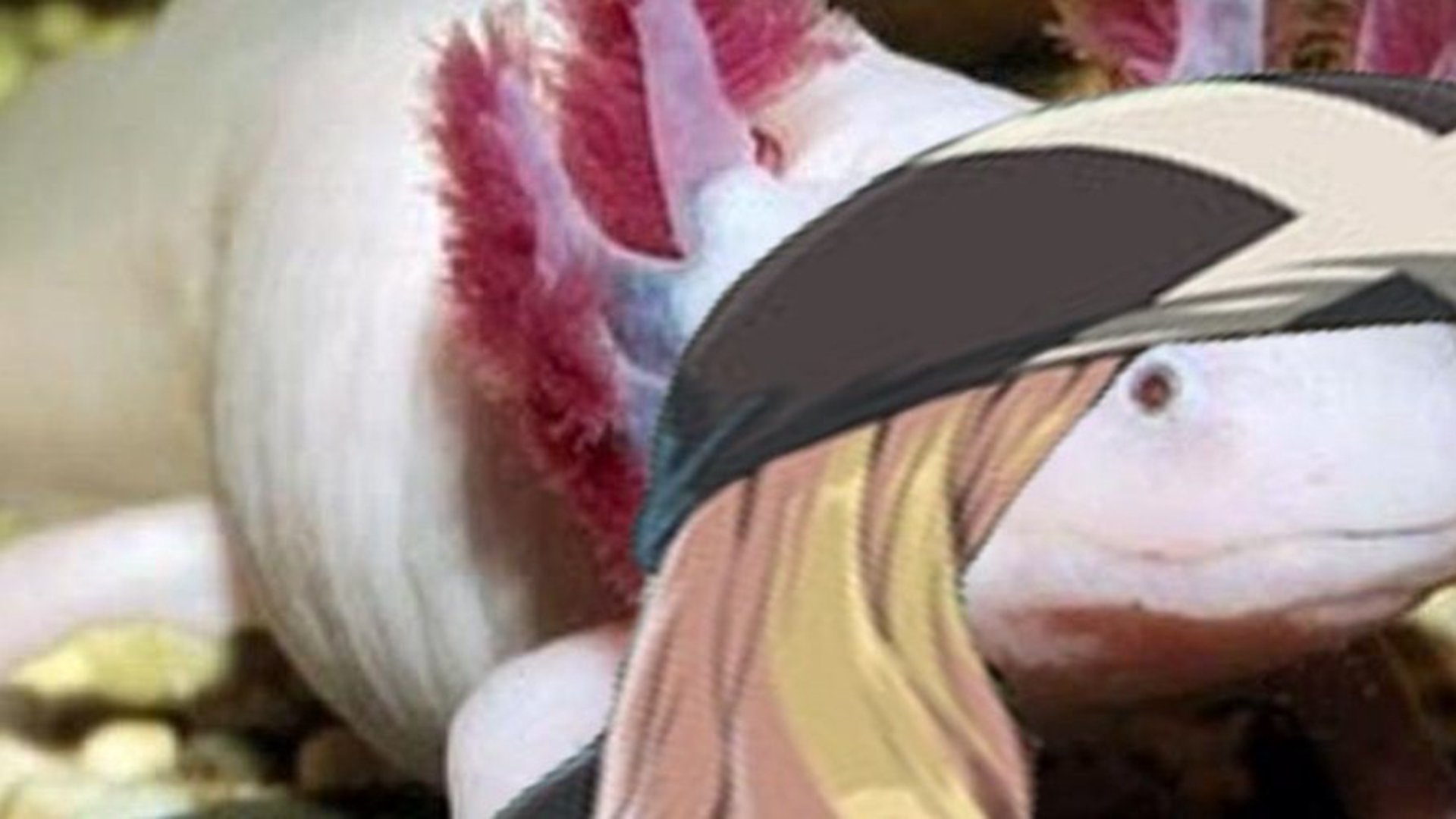 Somerooddude banner