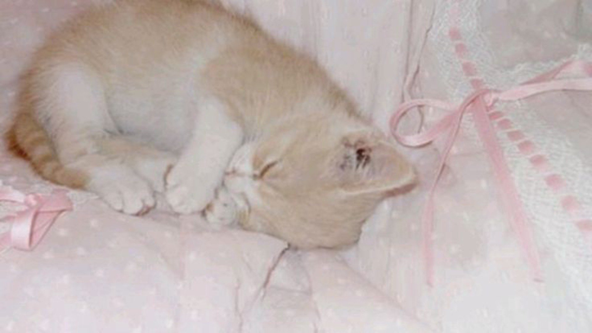 somnia_44 banner