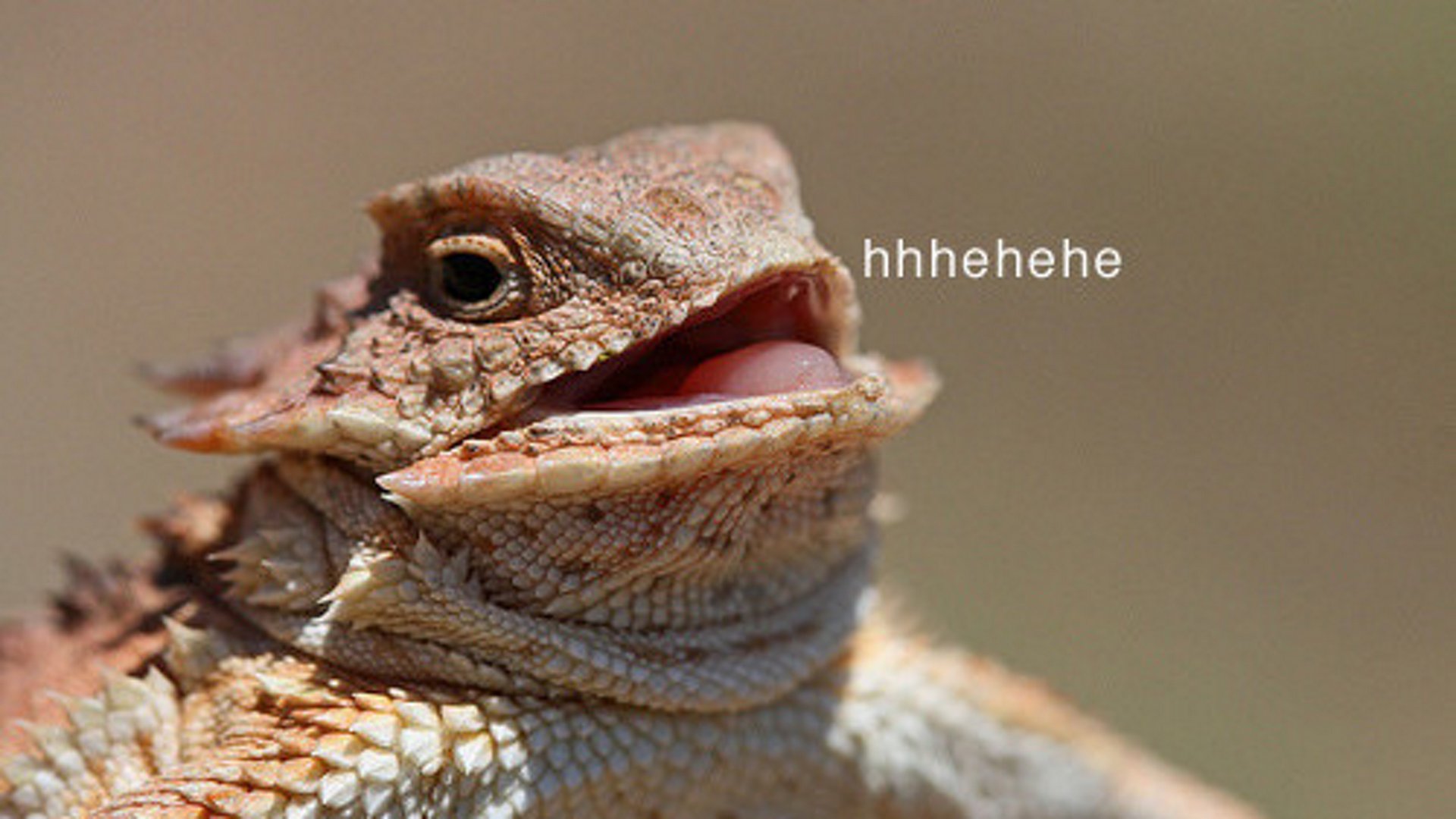SP00K_E banner