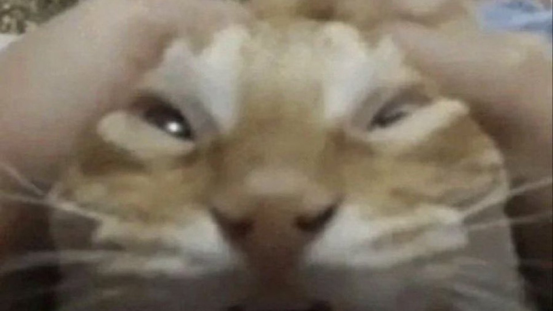 SwolesJoels banner