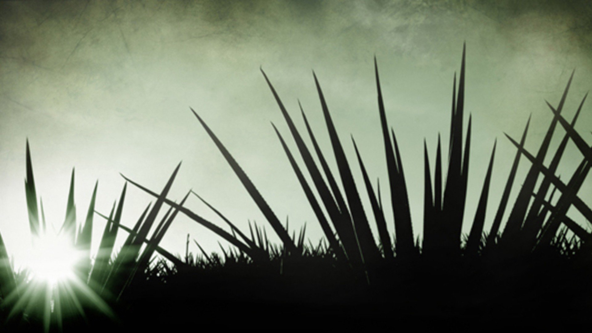 Taquila_Sunrise banner