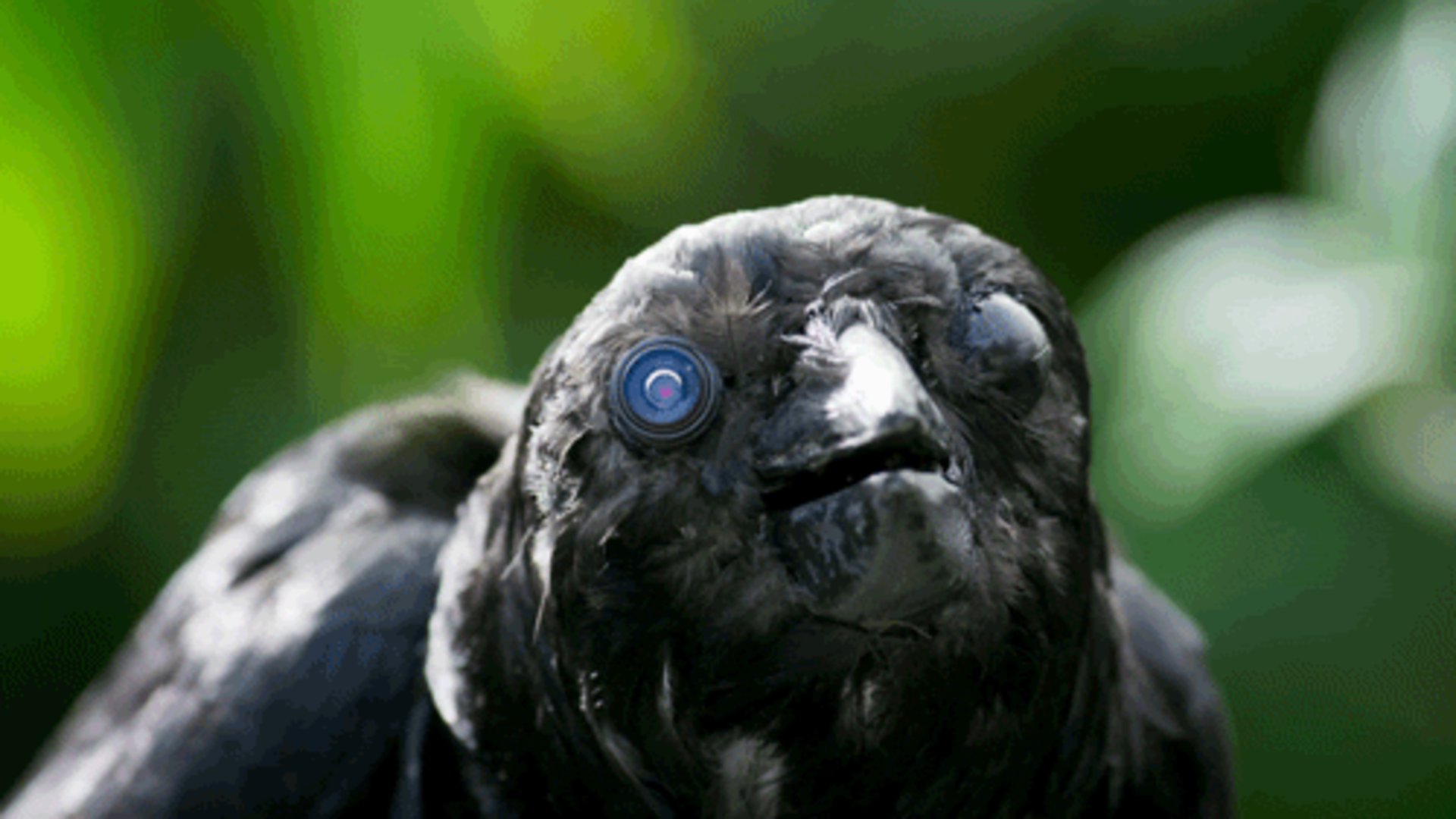 The_Captain_Crow banner