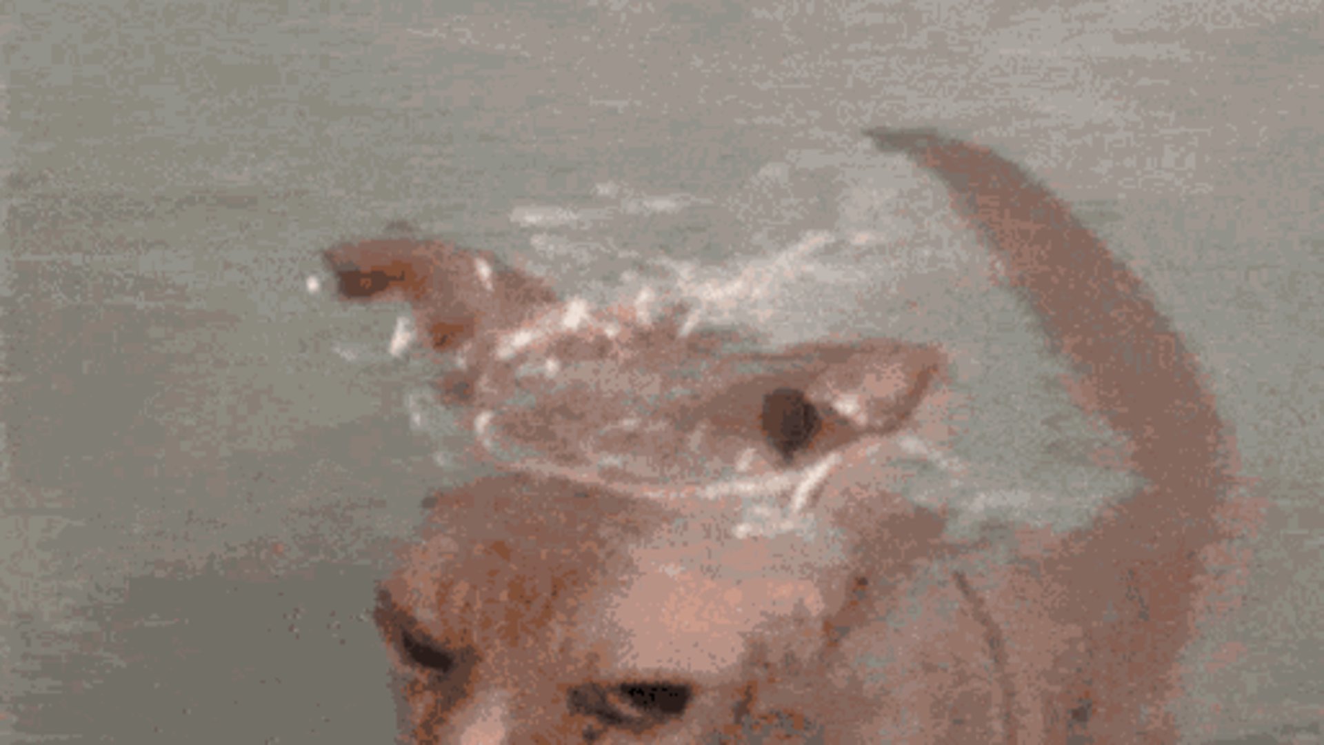 Trickapuccino banner