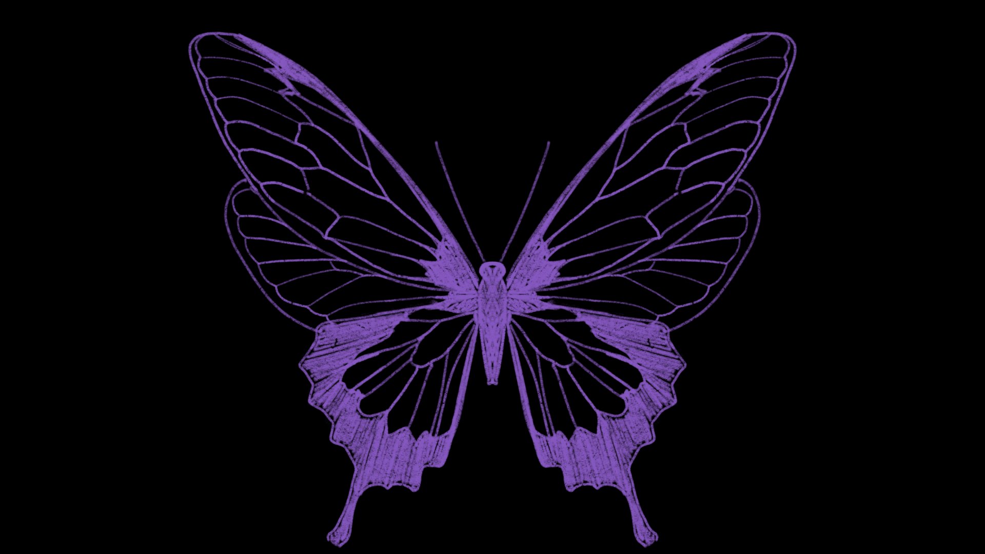 Violex_Fairy banner