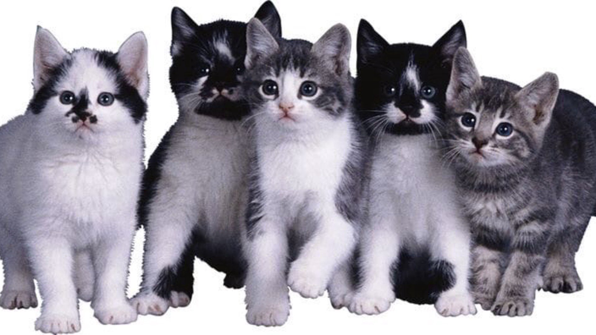 whocatz banner