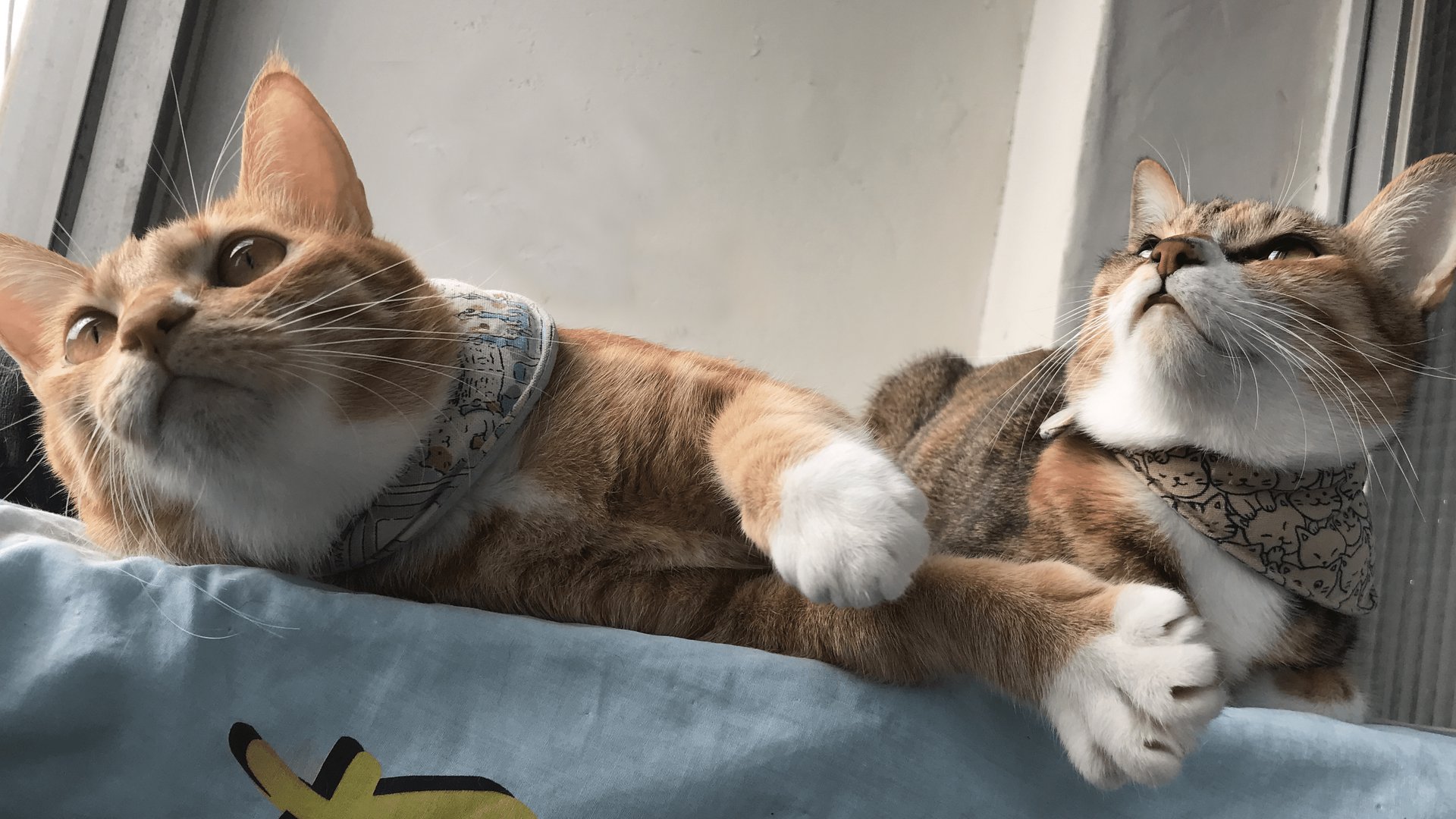 芒果宅熊 banner