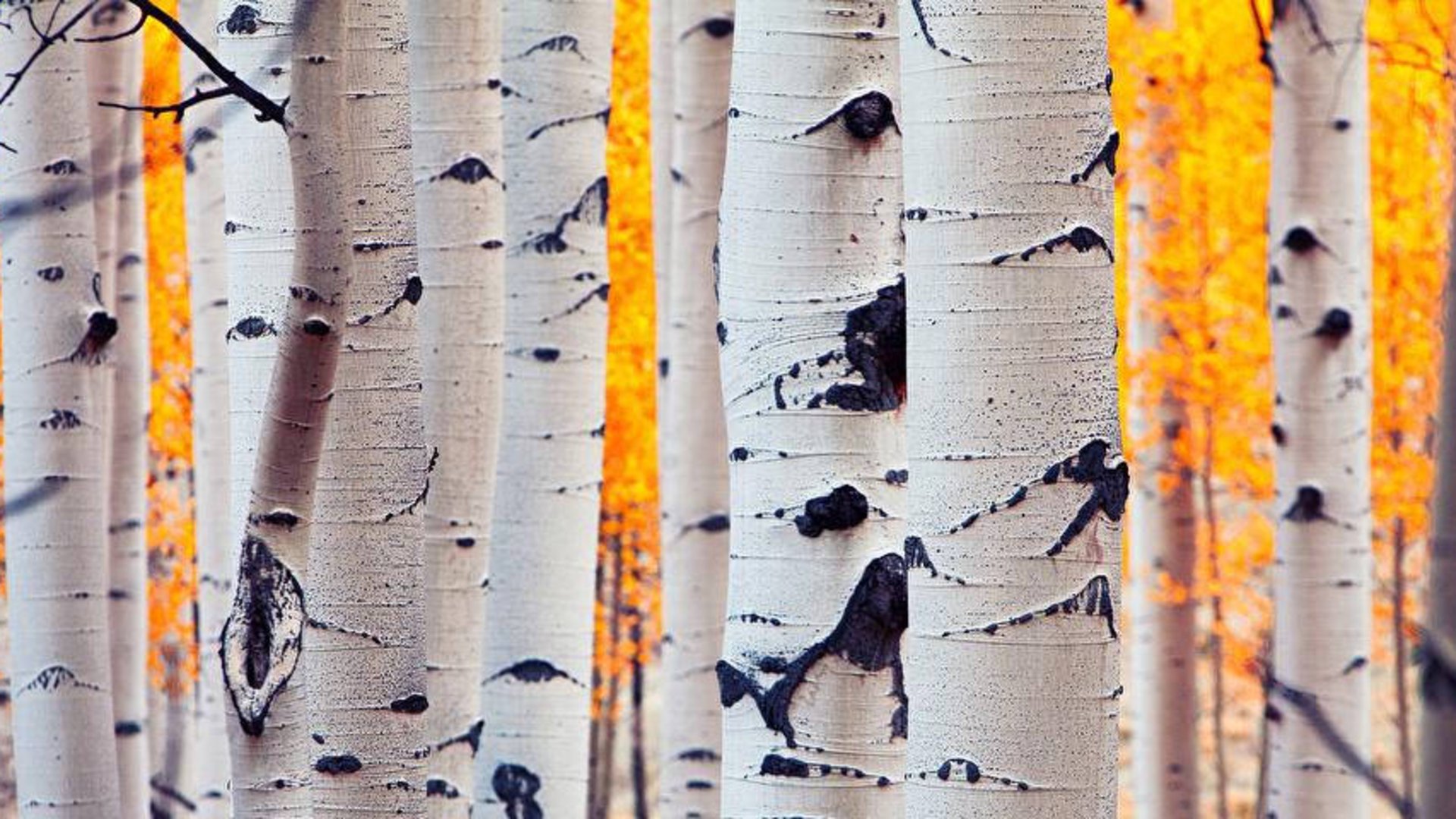 XQuakingAspenX banner