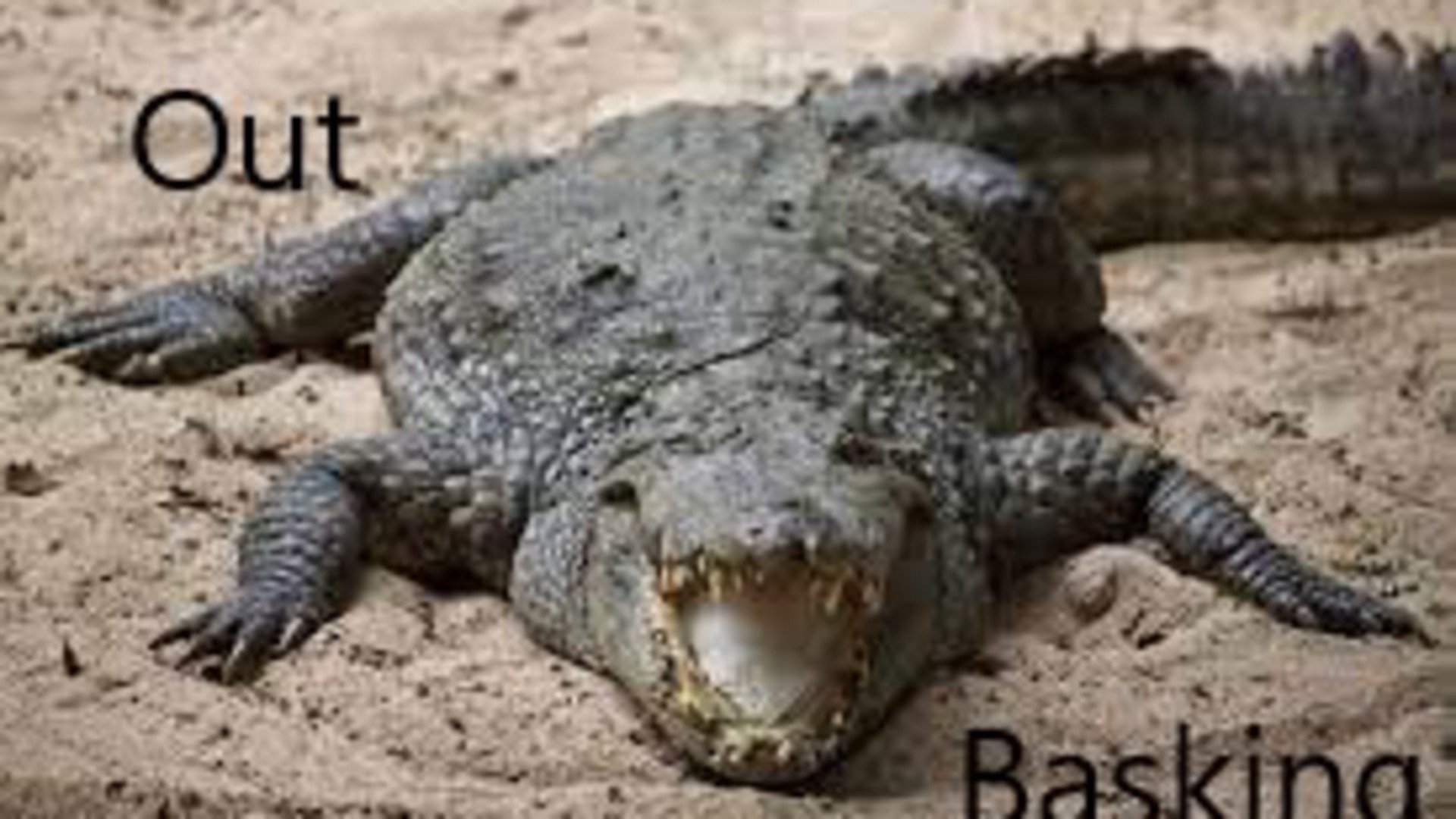 XubTheMad banner