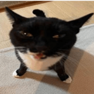 belfelamm