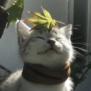catboxgamer