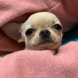 EepyPupp