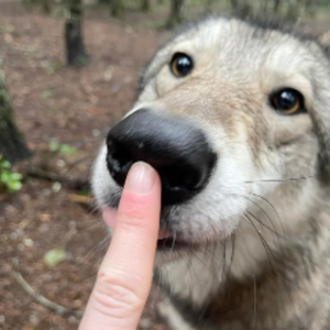 fenrir_woofvt