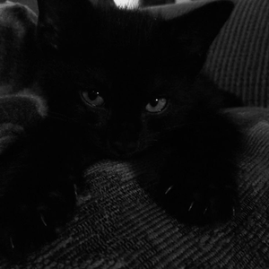 cheilisa