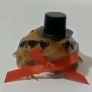 hizus_piola