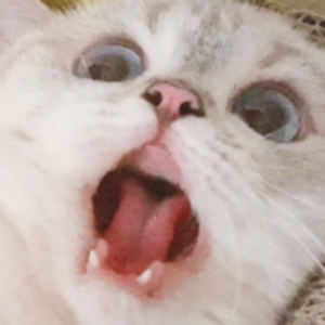 imurchonkycat